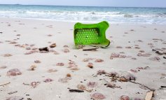 Lo strano caso delle meduse spiaggiate in Sardegna