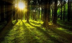 L’ombra gentile degli alberi che sopravvive a tutti noi