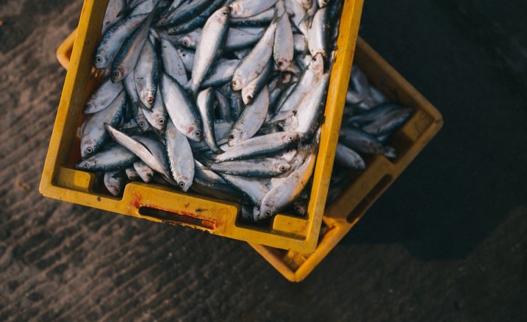 Dalla Norvegia alla Cina, il viaggio del pesce prima di finire sulle tavole