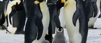 Pinguini, stelle marine, balene: quali animali risulteranno vincenti e quali perdenti?