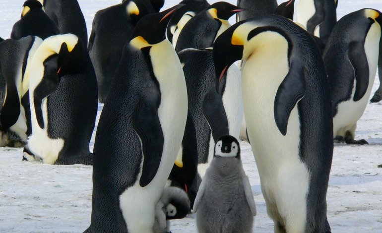 Pinguini, stelle marine, balene: quali animali risulteranno vincenti e quali perdenti?