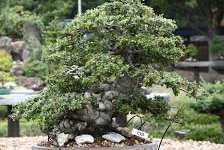 Quercia, uno dei bonsai più complessi da coltivare