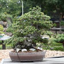 Quercia, uno dei bonsai più complessi da coltivare