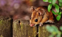 Invasione di topi in Romagna, colpa dell’ex allevamento