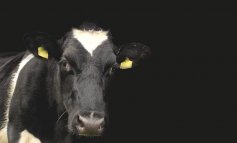 Violenze su mucche da latte e vitelli, l’inchiesta shock