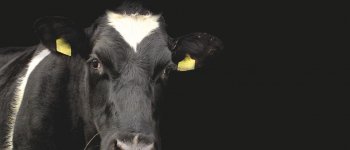 Violenze su mucche da latte e vitelli, l’inchiesta shock