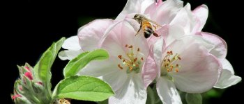 Erwinia amylovora, il batterio che inganna le api per diffondersi