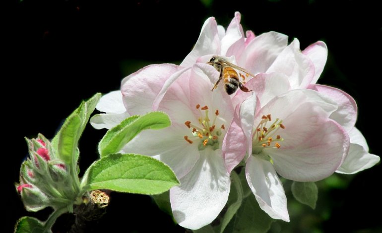 Erwinia amylovora, il batterio che inganna le api per diffondersi