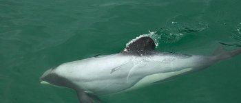 Corsa contro il tempo per salvare il delfino di Maui