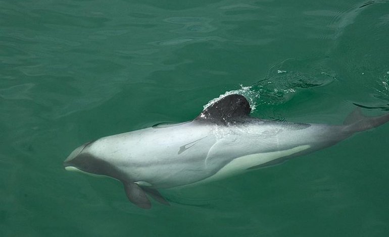 Corsa contro il tempo per salvare il delfino di Maui