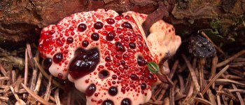 Dente bilioso, il fungo picchiettato da brillanti gocce