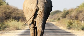 L’elefante in tangenziale riapre il dibattito sugli animali nei circhi