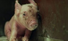 M6NTHS, il documentario che mostra la vita di un maialino
