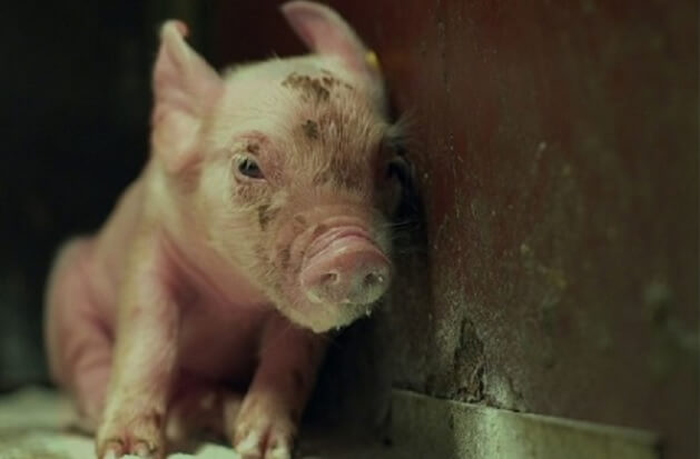 M6NTHS, il documentario che mostra la vita di un maialino
