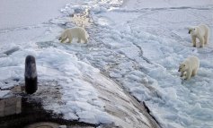 Gli orsi polari stanno invadendo i villaggi russi