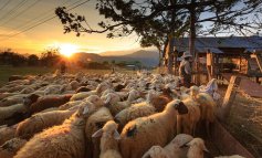 Perché i pastori sardi stanno protestando