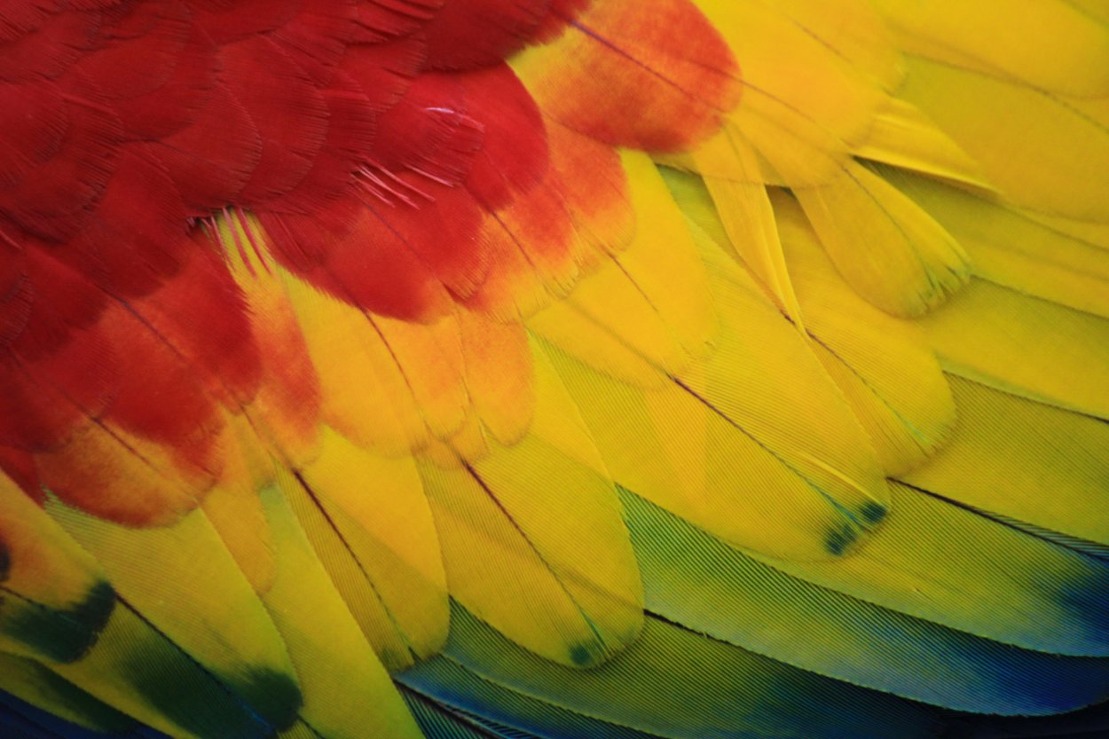 Come sono fatte e a cosa servono piume e penne La Rivista della Natura Come sono fatte e a cosa servono piume e penne La Rivista della Natura
