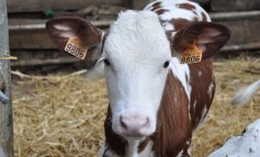 8 settimane in un box: cosa accade negli allevamenti di vitelli