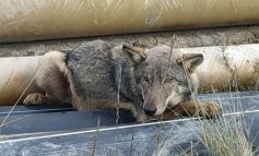 Athos e Porthos sono liberi: i giovani lupi erano stati trovati feriti