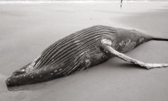 Balena nel bosco in Brasile: come ci è arrivata?