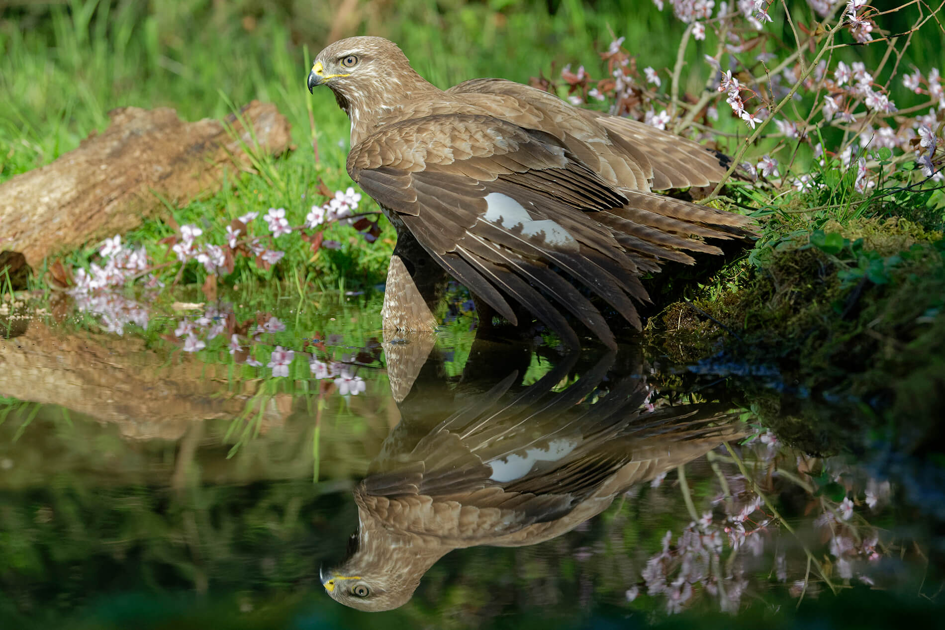 La bellezza della poiana - La Rivista della Natura