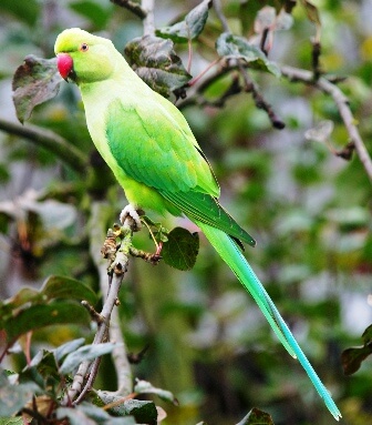 Le Seychelles tutelano i pappagalli endemici