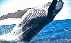 L’Islanda ucciderà 2mila balene nei prossimi 5 anni