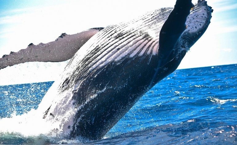 L’Islanda ucciderà 2mila balene nei prossimi 5 anni