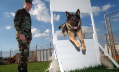 Clonato in Cina un cane poliziotto per renderne più facile l’addestramento