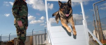 Clonato in Cina un cane poliziotto per renderne più facile l’addestramento
