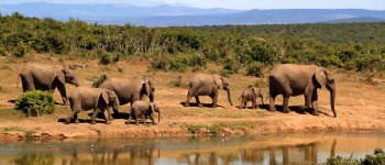 Sono troppi: il Botswana vuole aprire la caccia agli elefanti