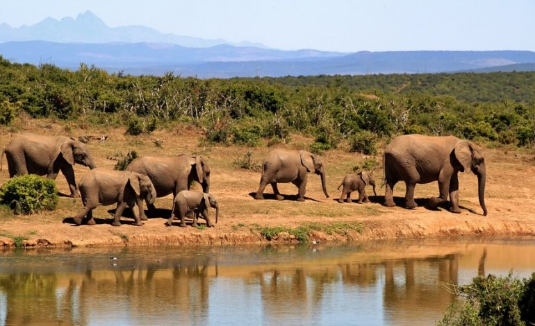 Sono troppi: il Botswana vuole aprire la caccia agli elefanti