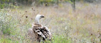 Sicilia, morto il pulcino di grifone del nido telemonitorato