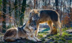 Tre lupi uccisi al confine tra Liguria e Piemonte