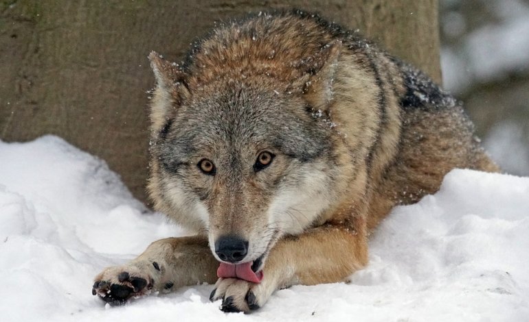 L’UE dalla parte del lupo: non si tocca, va protetta la biodiversità