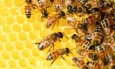 Monitorare l’inquinamento urbano con il miele
