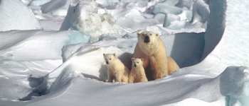 Orso polare, dieci cose che (forse) non sai sul re dei ghiacci