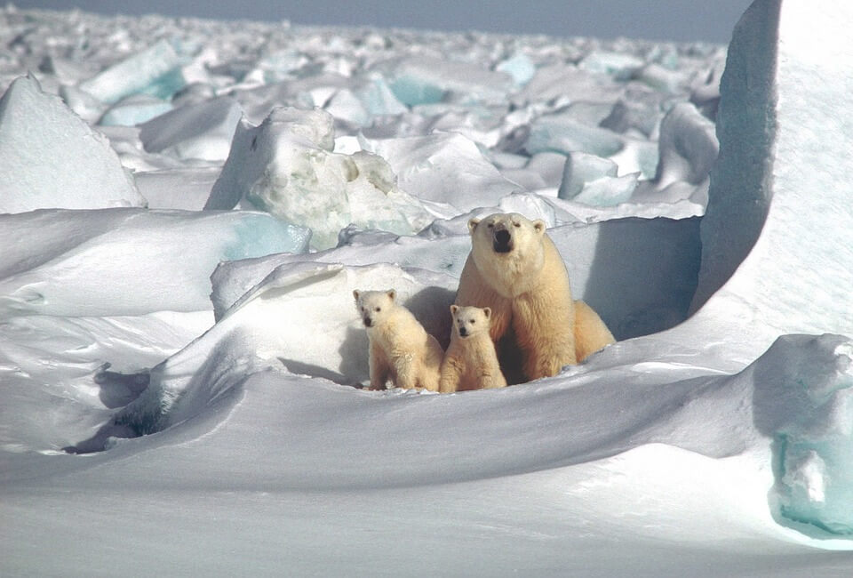 Orso polare, dieci cose che (forse) non sai sul re dei ghiacci - La Rivista  della Natura