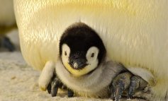 Dal pinguino al nandù, sei padri premurosi della Natura