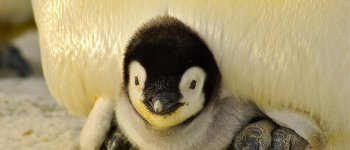 Dal pinguino al nandù, sei padri premurosi della Natura