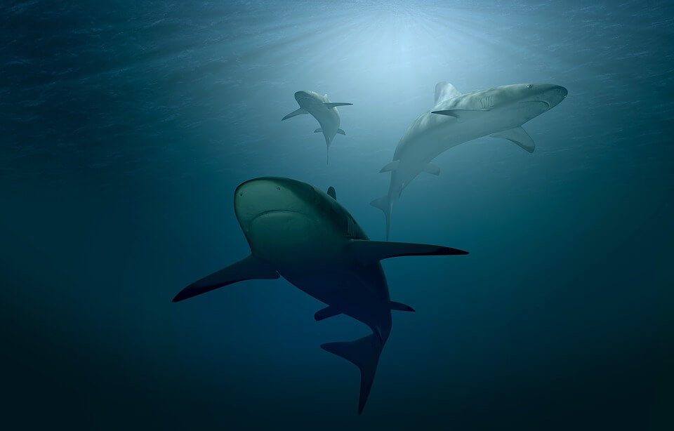 Per gli squali il predatore più feroce è l'uomo - La Rivista della Natura