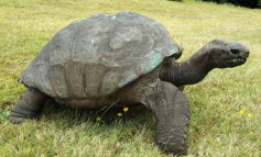 La tartaruga Jonathan ha compiuto 191 anni