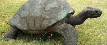 La tartaruga più vecchia del mondo ha compiuto 187 anni