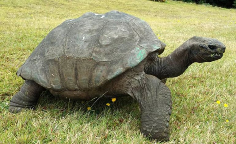 La tartaruga più vecchia del mondo ha compiuto 187 anni