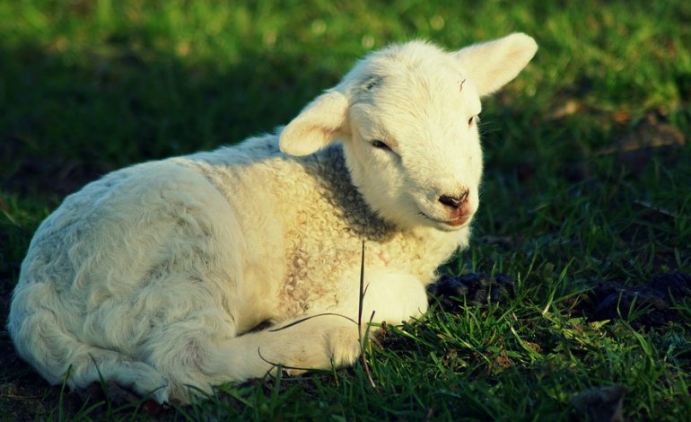 Pasqua senza agnello, anche la Chiesa dice sì