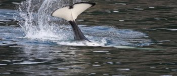 Presto libere le orche prigioniere in Russia