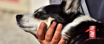 Pet Therapy, quali sono i benefici e come funziona