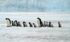 Otto cose che forse non sapete sul pinguino imperatore