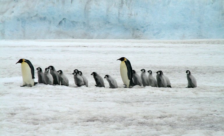 Otto cose che forse non sapete sul pinguino imperatore