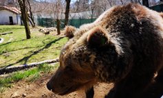 Salvate Yoga, l’orsa rinchiusa da 22 anni per avere rubato cibo